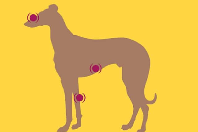 Diagram showing where the sores would most likely appear on an infected dog