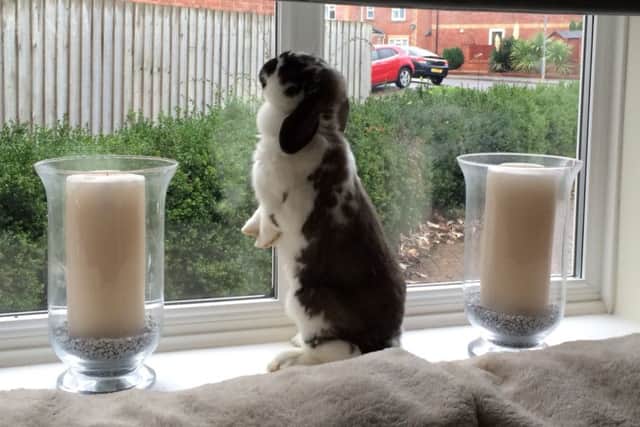 Flopsy keeping an eye on the neighbours