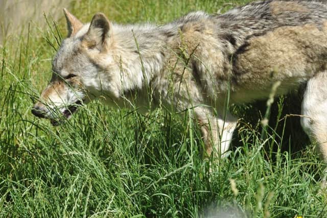 Two female wolves live at the sanctuary.
