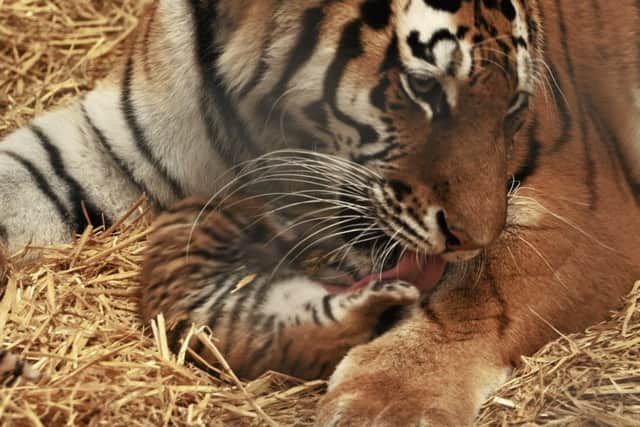 Rare Amur tiger cubs havee been born at Woburn Safari Park