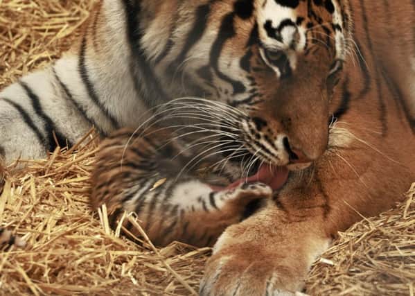 Rare Amur tiger cubs havee been born at Woburn Safari Park