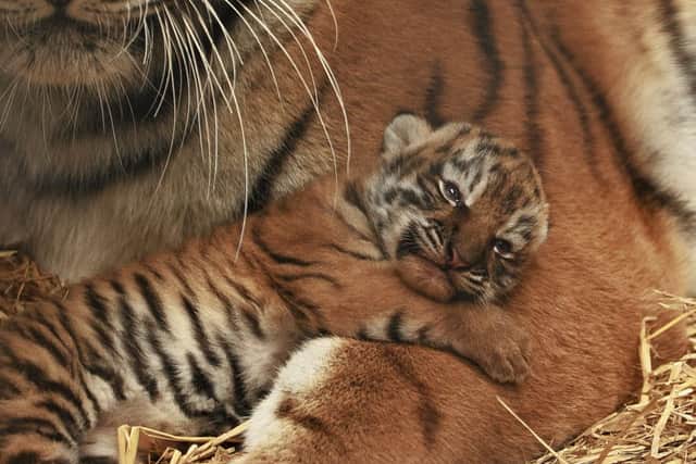 One of the Amur tiger cubs with mum Minerva