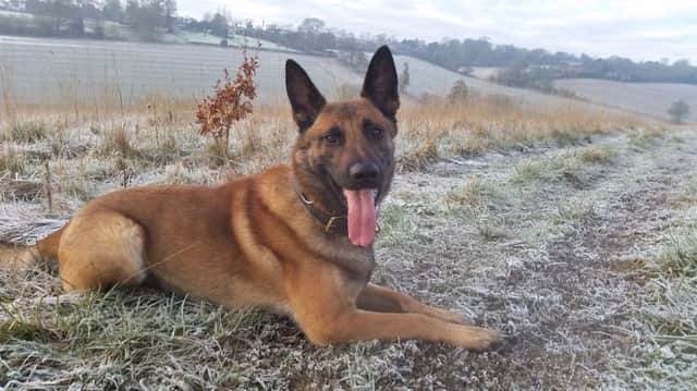 Tai, from Bedfordshire, Cambridgeshire and Hertfordshire (BCH) Dog Unit PNL-160202-094518001