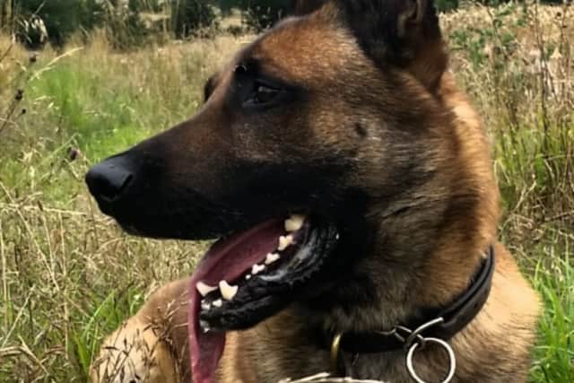 Tai, from Bedfordshire, Cambridgeshire and Hertfordshire (BCH) Dog Unit PNL-160202-094506001