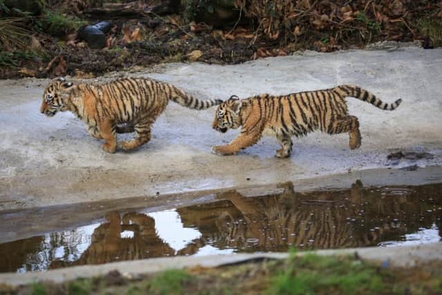 Tiger cubs at Woburn Safari Park