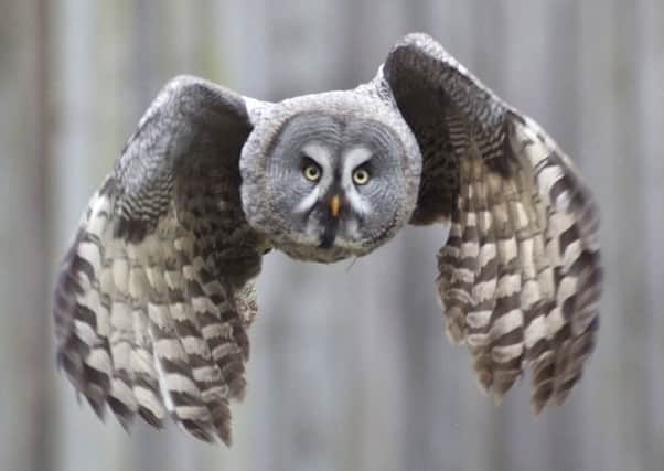 Great grey owl. Picture Arne List