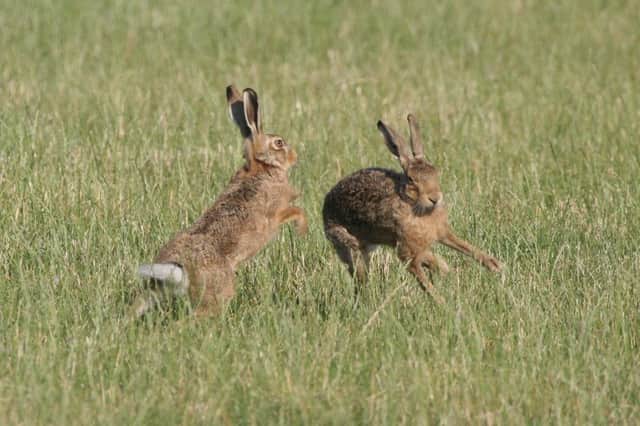 Rare hares spotted in Center Parcs, Woburn Forest