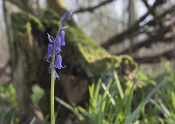 Is this Bedfordshire's first bluebell of Spring, 2016? PNL-160315-105548001