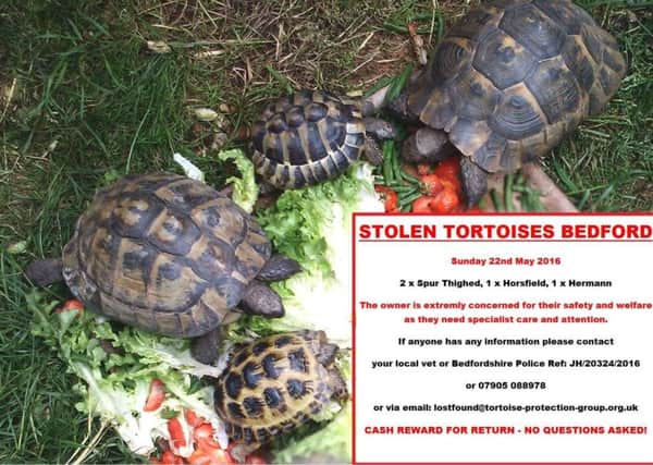 Stolen tortoises PNL-160525-145232001