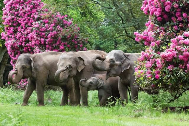 Endangered Asian elephants will roam the Woburn Estate