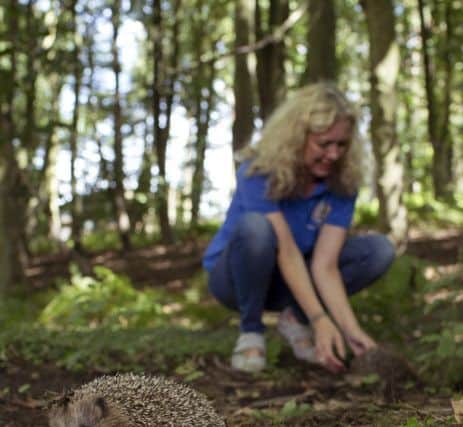 Rescued hedgehogs are returned to the wild at official hedgehog release site, Center Parcs Woburn Forest, after being nursed back to health at a local hedgehog hospital.  This Photo: A young hoglet has one final weigh-in to check heÃ¢Â¬"s healthy before being released to in to the wild.