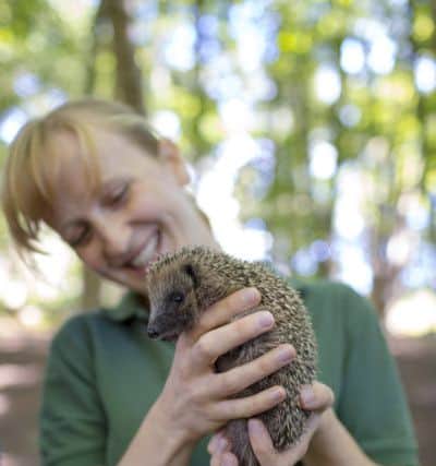 Rescued hedgehogs are returned to the wild at official hedgehog release site, Center Parcs Woburn Forest, after being nursed back to health at a local hedgehog hospital. This Photo: A young hoglet has one final weigh-in to check heâ¬"s healthy before being released to in to the wild.