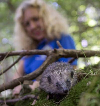 Rescued hedgehogs are returned to the wild at official hedgehog release site, Center Parcs Woburn Forest, after being nursed back to health at a local hedgehog hospital. This Photo: A young hoglet has one final weigh-in to check heâ¬"s healthy before being released to in to the wild.