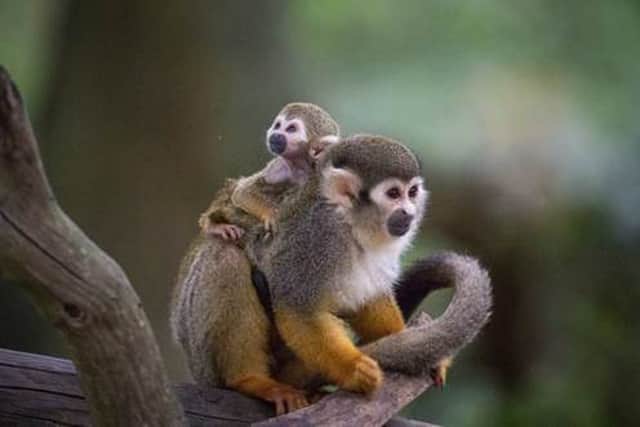 Your chance to name cute new Squirrel monkey. Picture Credit: Woburn Safari Park /Bridget Davey