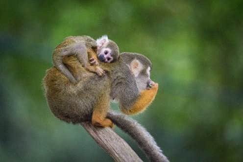 Your chance to name cute new Squirrel monkey. Picture Credit: Woburn Safari Park /Bridget Davey